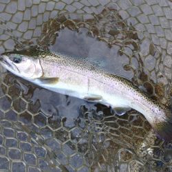 トップに好反応！ ～平谷湖フィッシングスポット～